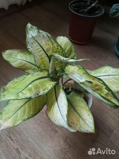 Дифенбахия