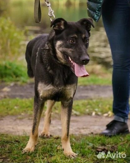 Собака Закари в добрые руки