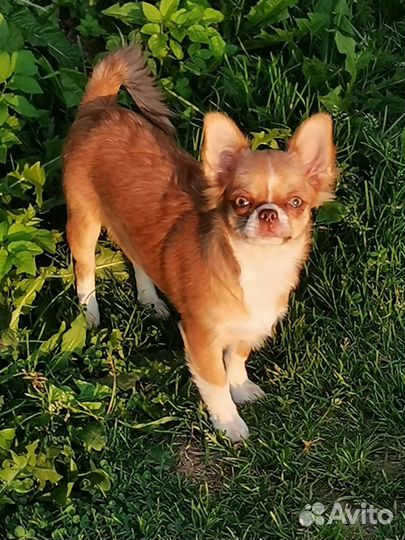 Девочки-подростки Чихуахуа