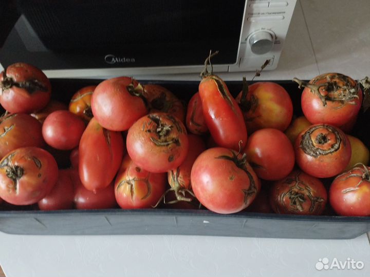 Помидоры