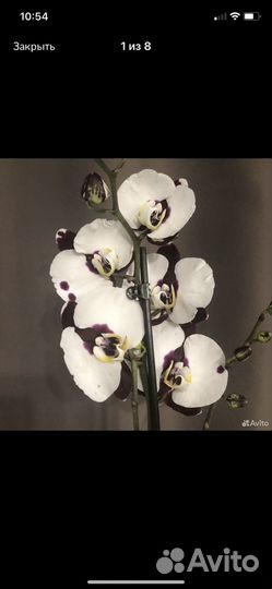 Орхидея фаленопсис Polca Dots