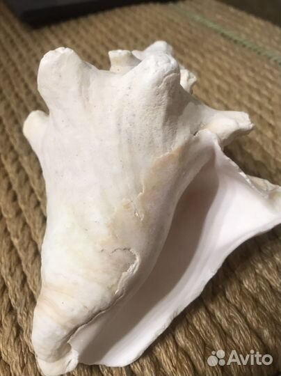 Ракушка морская большая