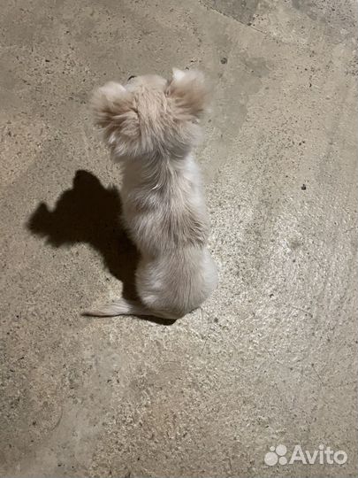 Чихуахуа мини