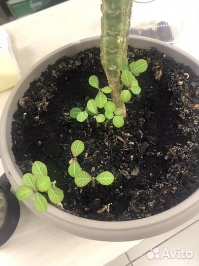 Молочай (детки)