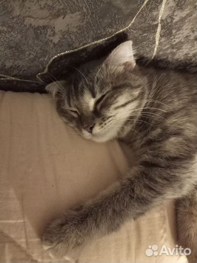 Кошка британка