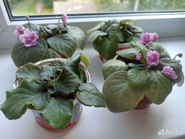Фиалка розовая