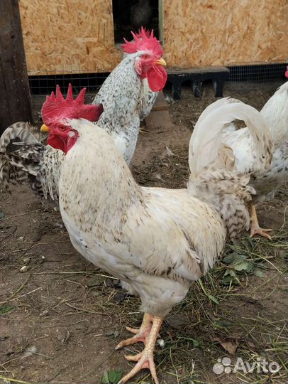 Петухи