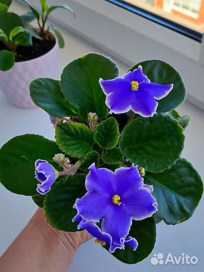 Фиалки сортовые
