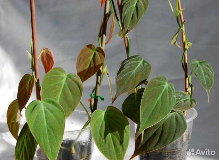 Комнатные растения