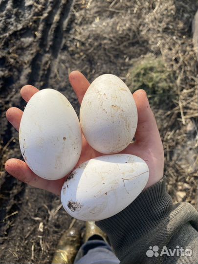 Инкубационное яйцо гусей