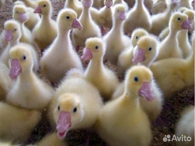 Суточный молодняк птицы
