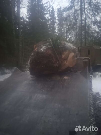 Кап березовый сувель