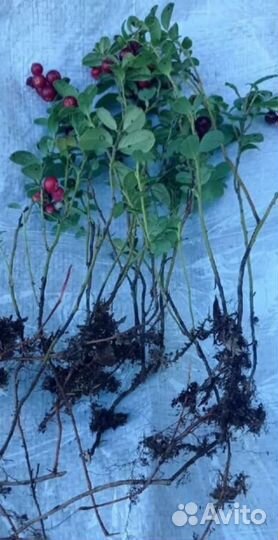 Брусника и Черника (от 50шт)