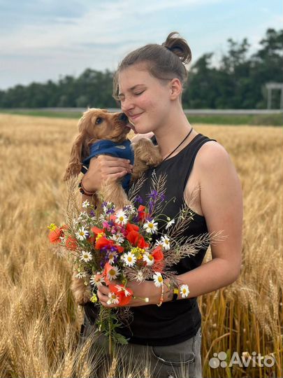 Догситтер, зооняня, котоняня, выгул собак