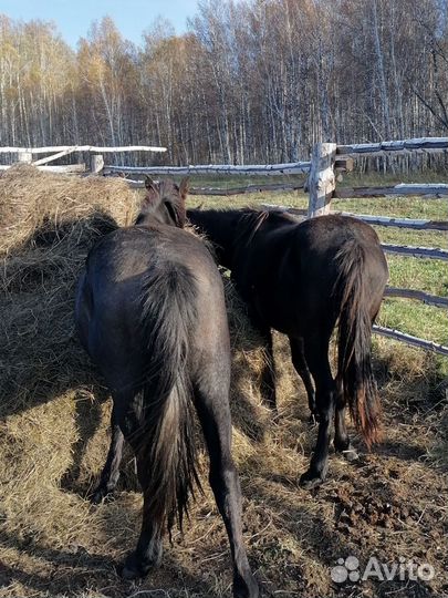 Лошади полторашки