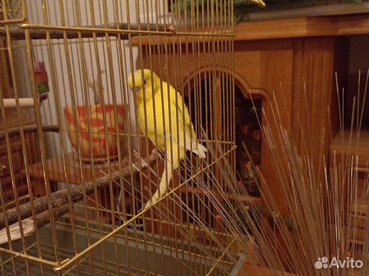 Попугайчик волнистый