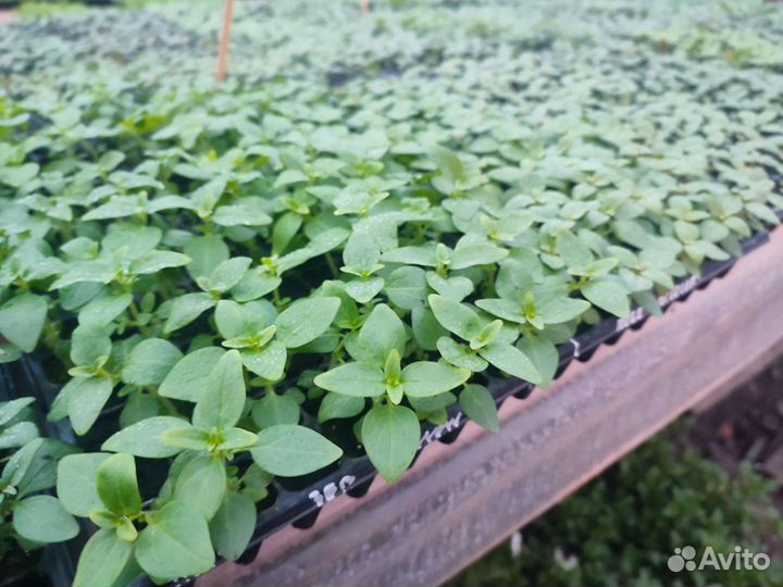 Львиный зев рассада для доращивания