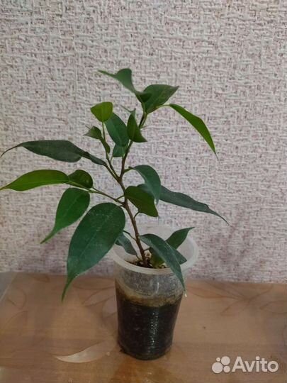 Фикус Бенджамина
