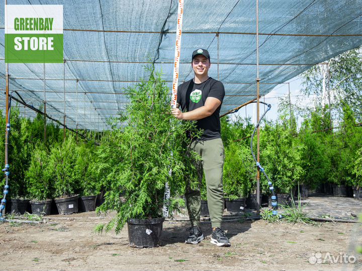 Туя брабант 1,2 м свежая копка 2023