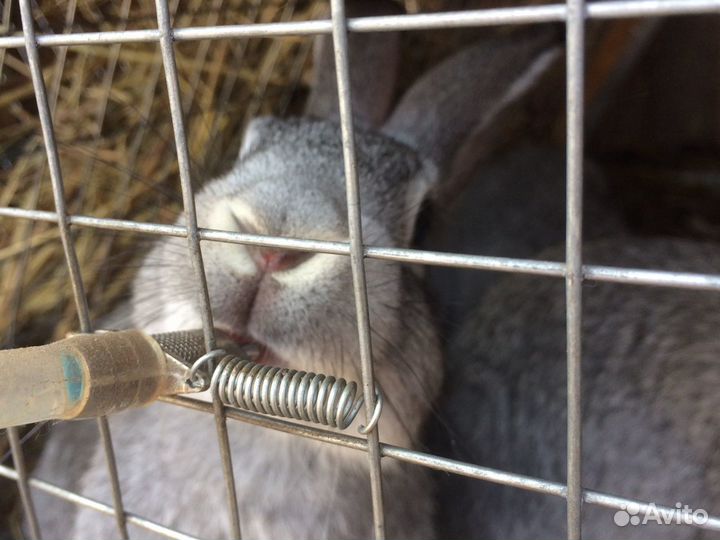 Металлическая ниппельная поилка для кроликов