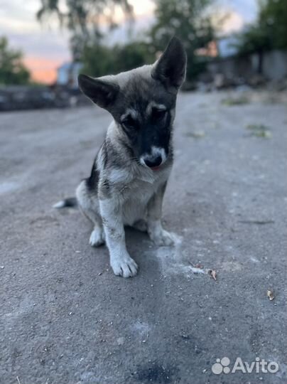Щенок Лилу ищет дом