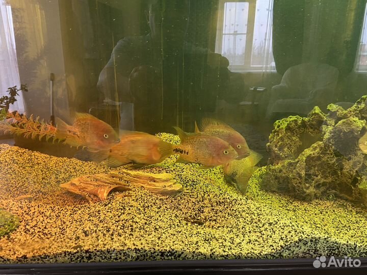 Рыба цихлозома радужная