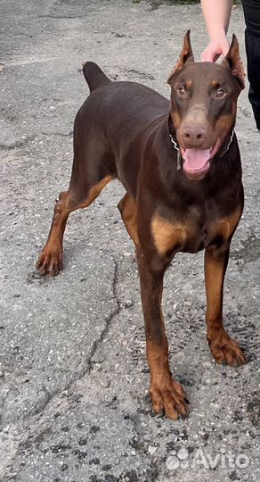 Доберман вязка