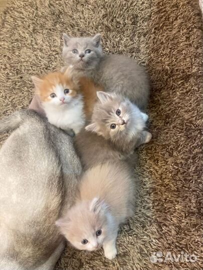 Шикарные котята