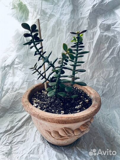 Денежное дерево, толстянка