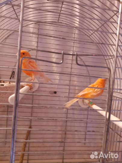 Канарейка и Щегол