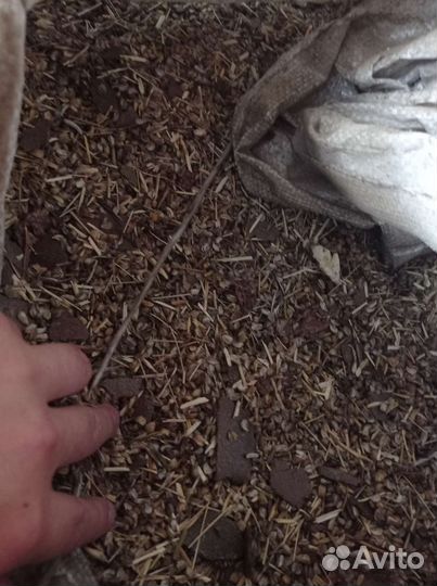 Отходы очистки семян масличных культур