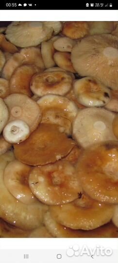 Соленые грибы