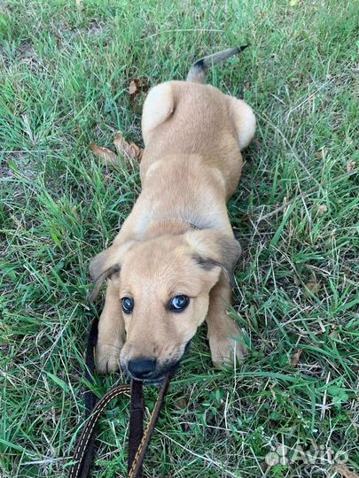 Щенок 3 месяца