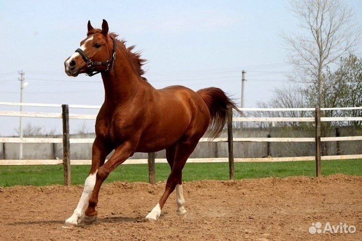 Обучение верховой езде, фотосессии с лошадьми