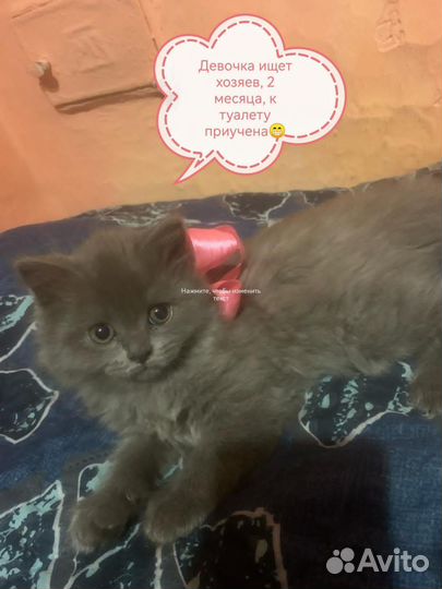 Кошка