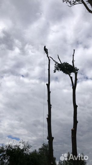 Спилить дерево