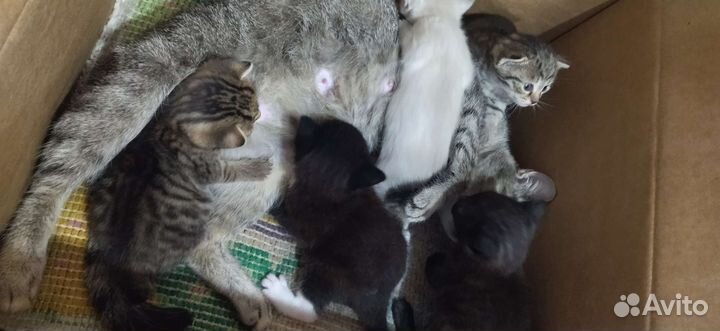 Кошка