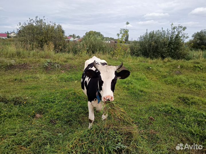 Телка стельная