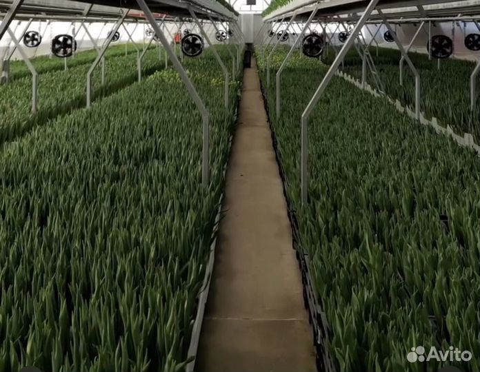 Высокодоходный готовый бизнес. Тепличный комплекс