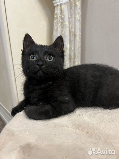 Котенок мальчик 2 мес, в хорошие руки