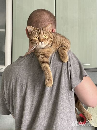 Шотландский Кот вязка