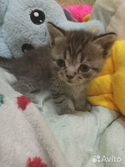 Отдам котенка в добрые руки