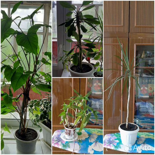 Комнатные цветы