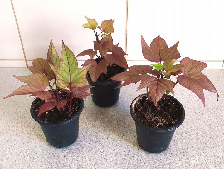 Ипомея батат Декоративная