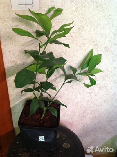 Лимоны наши сортовые корнесобственные плодоносят д