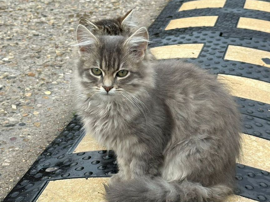 Котята в добрые руки бесплатно