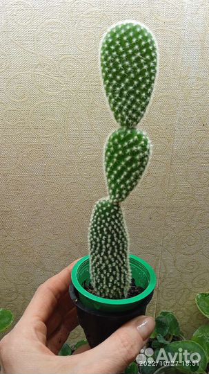 Кактус опунция