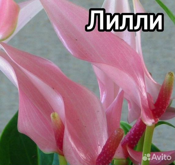 Антуриум Лилли