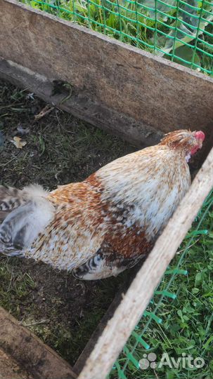 Петух легбар