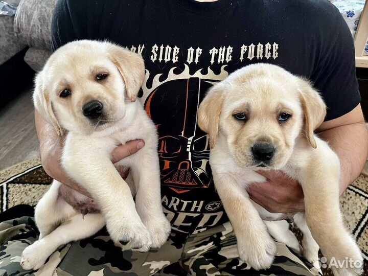 Щенки (девочки)лабрадора